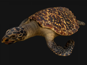 Turtle Reptile Animated 3D 模型