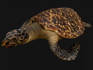 Turtle Reptile Animated 3D Model