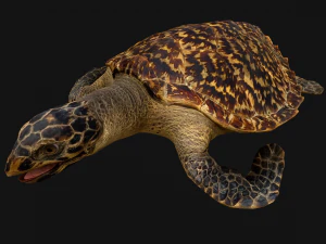 Turtle Reptile Animated 3D Model