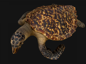 Turtle Reptile Animated 3D 模型