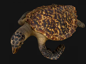 Turtle Reptile Animated 3D Model