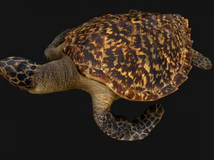 Turtle Reptile Animated 3D Model