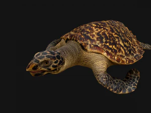 Turtle Reptile Animated 3D Model