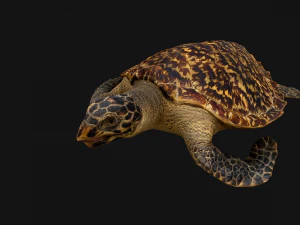 Turtle Reptile Animated 3D Model
