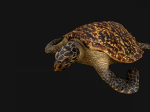 Turtle Reptile Animated 3D Model