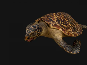 Turtle Reptile Animated 3D Model