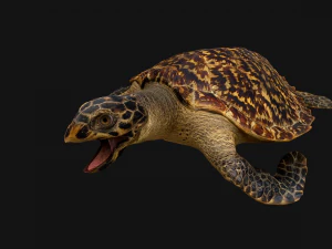 Turtle Reptile Animated 3D Model