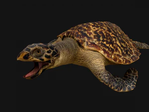 Turtle Reptile Animated 3D Model