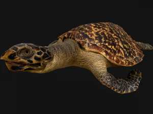 Turtle Reptile Animated 3D Model