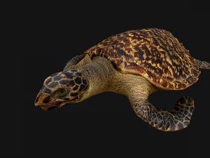 Turtle Reptile Animated 3D Model