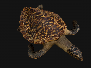 Turtle Reptile Animated 3D 模型