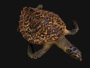 Turtle Reptile Animated 3D Model