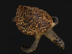 Turtle Reptile Animated 3D Model