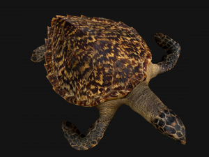 Turtle Reptile Animated 3D 模型