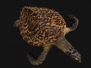 Turtle Reptile Animated 3D Model