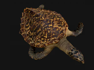 Turtle Reptile Animated 3D Model