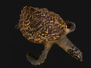 Turtle Reptile Animated 3D Model