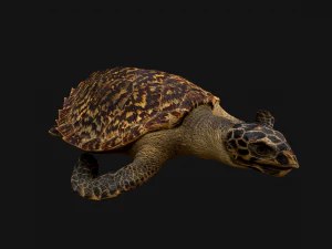 Turtle Reptile Animated 3D Model