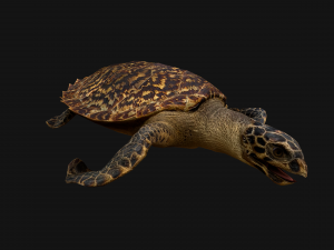 Turtle Reptile Animated 3D 模型