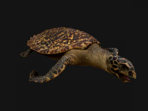 Turtle Reptile Animated 3D Model
