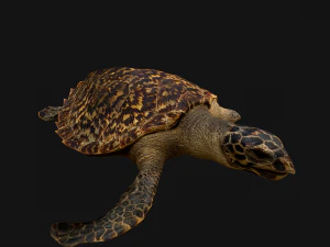 Turtle Reptile Animated 3D Model
