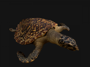 Turtle Reptile Animated 3D 模型
