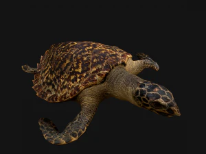 Turtle Reptile Animated 3D Model