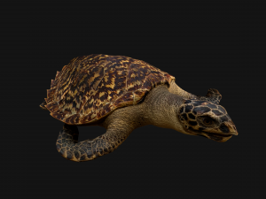 Turtle Reptile Animated 3D 模型
