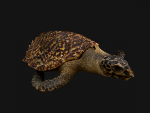 Turtle Reptile Animated 3D Model