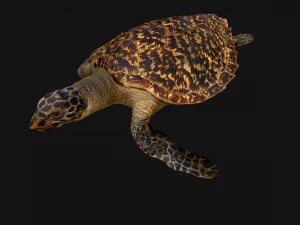 Turtle Reptile Animated 3D Model