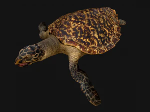 Turtle Reptile Animated 3D Model