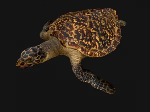 Turtle Reptile Animated 3D Model