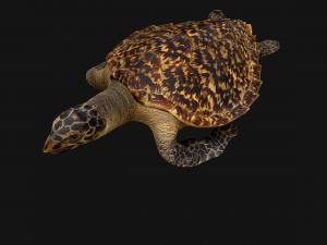 Turtle Reptile Animated 3D 模型