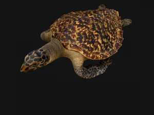 Turtle Reptile Animated 3D Model
