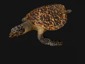 Turtle Reptile Animated 3D Model