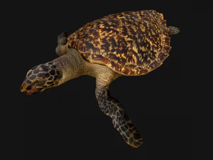 Turtle Reptile Animated 3D Model