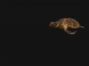 Turtle Reptile Animated 3D 模型