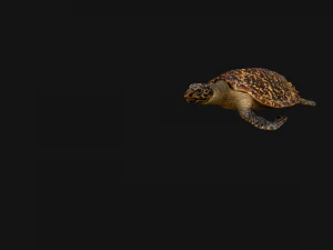 Turtle Reptile Animated 3D Model