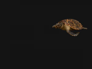 Turtle Reptile Animated 3D Model