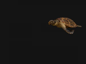 Turtle Reptile Animated 3D Model
