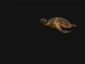 Turtle Reptile Animated 3D 模型