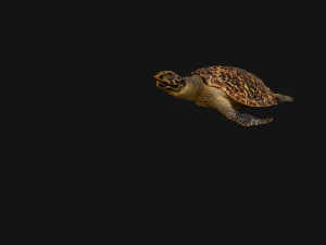 Turtle Reptile Animated 3D Model