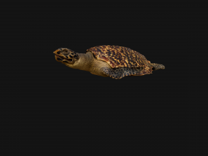 Turtle Reptile Animated 3D 模型