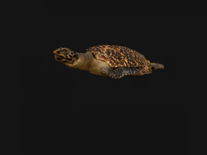 Turtle Reptile Animated 3D Model