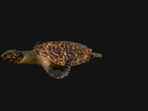 Turtle Reptile Animated 3D 模型