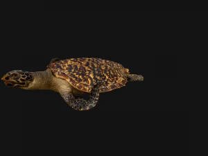 Turtle Reptile Animated 3D Model