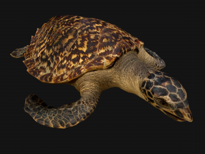 Turtle Reptile Animated 3D 模型