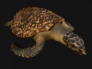 Turtle Reptile Animated 3D Model