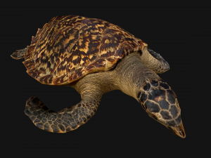 Turtle Reptile Animated 3D 模型
