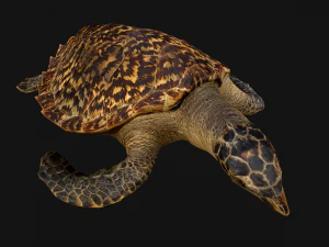 Turtle Reptile Animated 3D Model